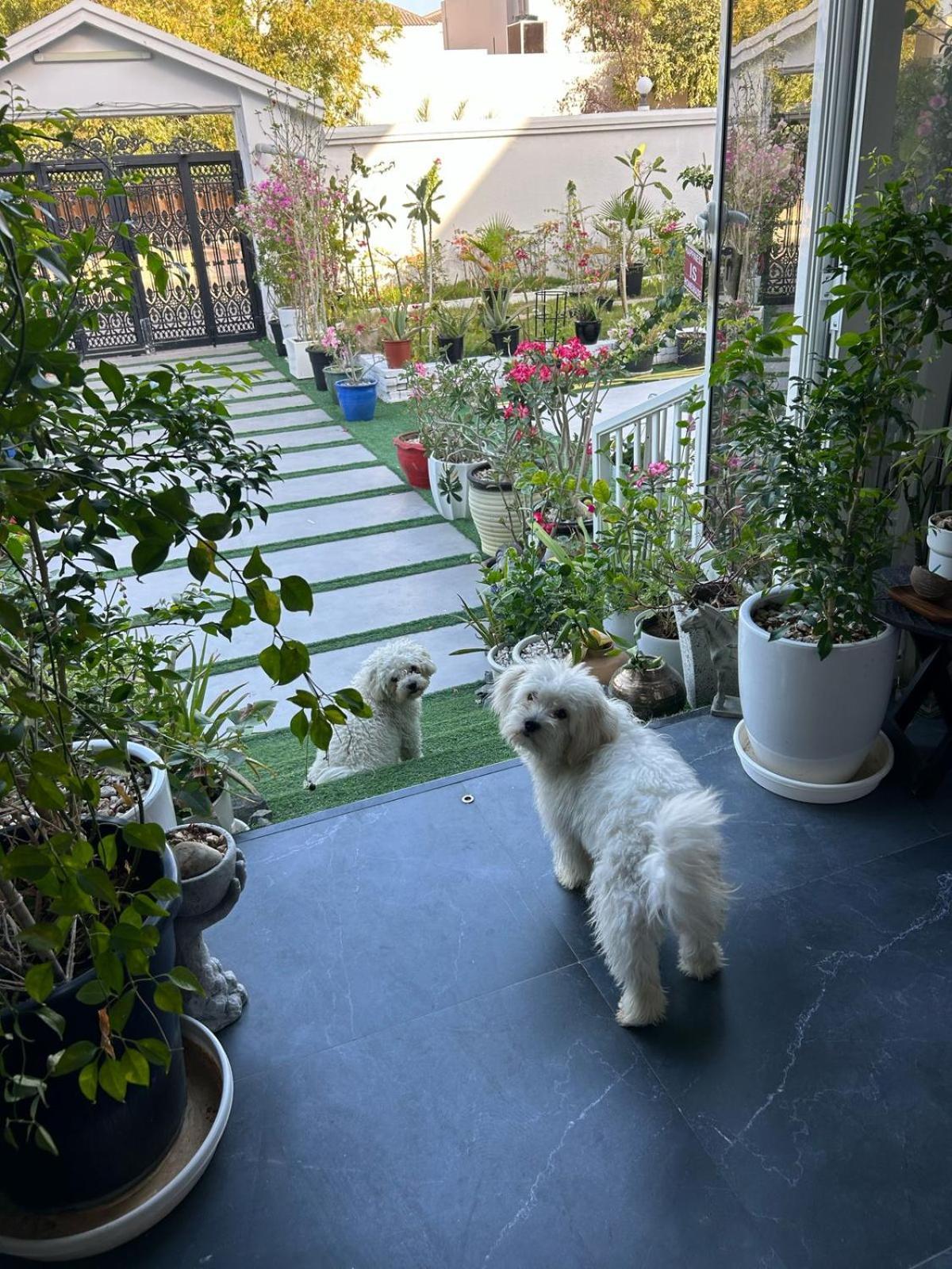 Cozy And Vibrant In Al Wasl #5 Guest house *